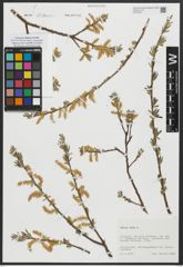 Foto von Salix alba L.
